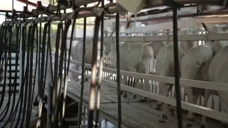 Criaderos de Cabras Lecheras en Chile: Oportunidades y Desafíos