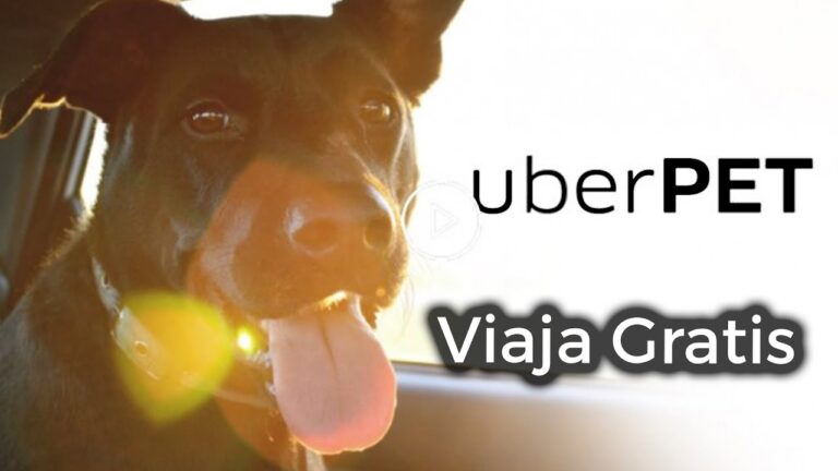 Uber Mascotas: Transporte de Tu Compañero en Chile