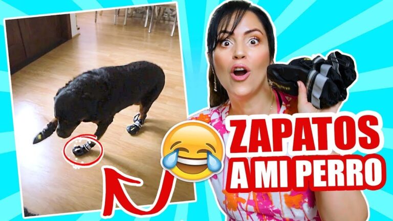 Zapatos con Estilo: La Marca Inspirada en Perros